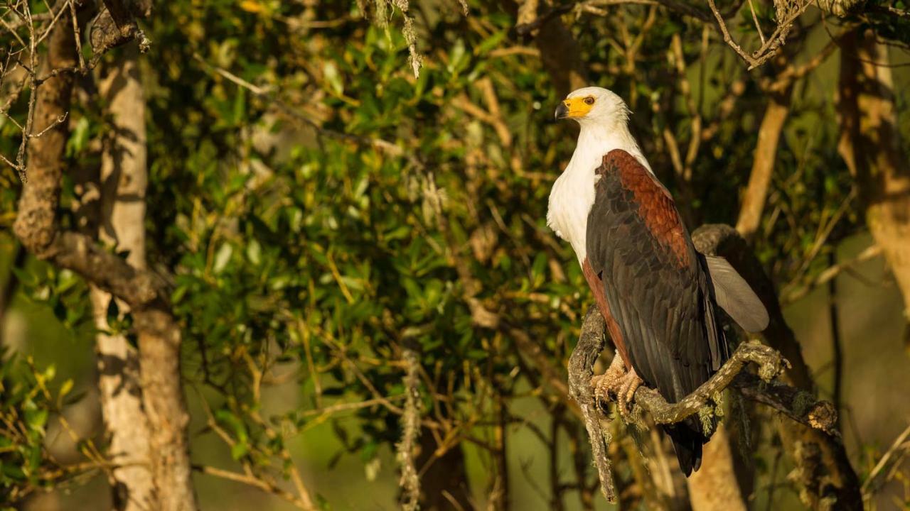 Kwalucia Private Safari Retreat Hotel Saint Lucia Estuary Eksteriør billede