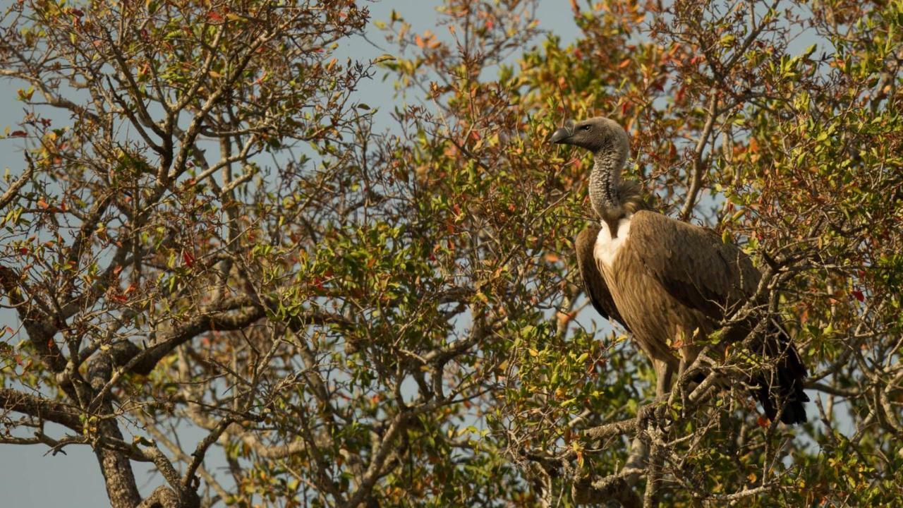 Kwalucia Private Safari Retreat Hotel Saint Lucia Estuary Eksteriør billede