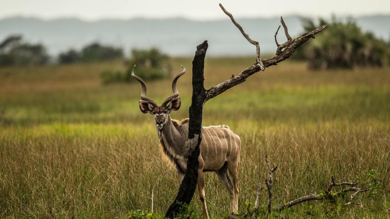 Kwalucia Private Safari Retreat Hotel Saint Lucia Estuary Eksteriør billede